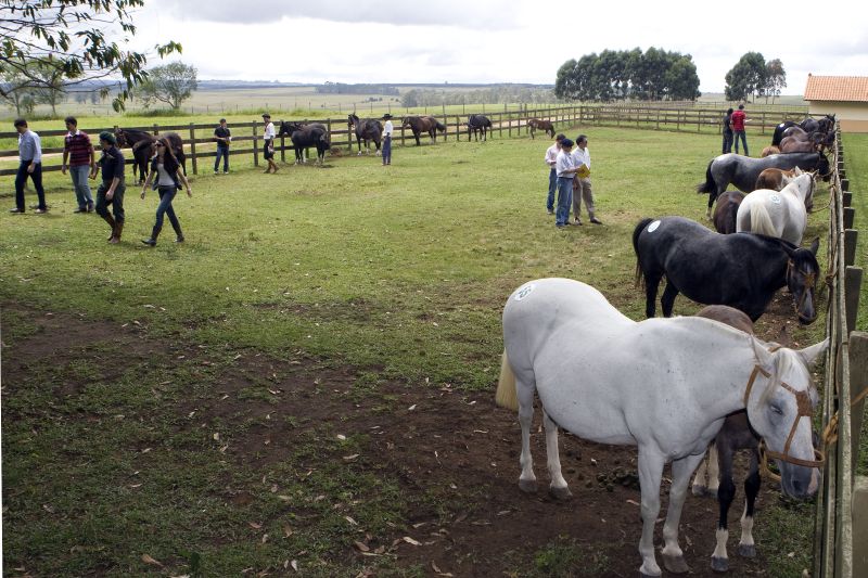 Cavalos crioulos participam de evento na Cabanha São Rafael | Walter Alves / Gazeta do Povo
