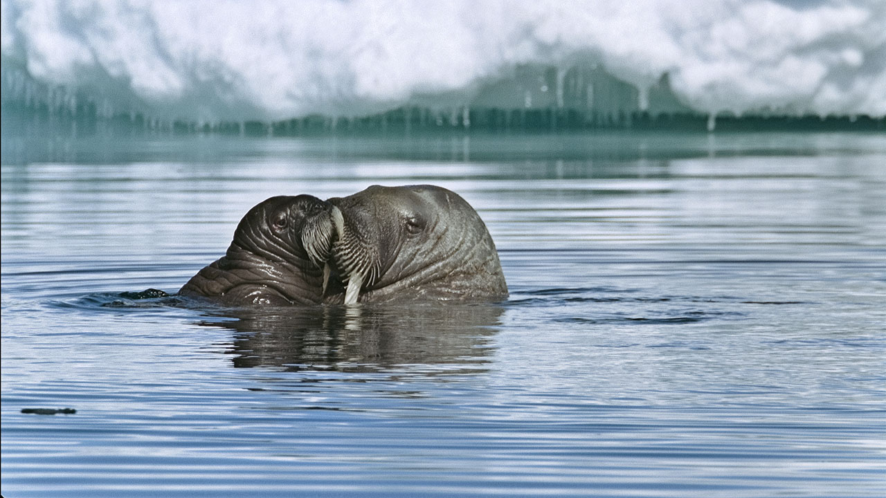Cena do filme "Oceanos" | Divulgação