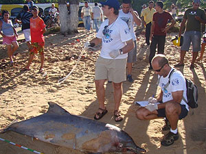 Golfinho tinha marcas de rede de pesca | Foto: Divulgação/ ONG Pat Ecosmar