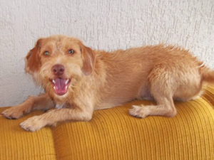 "Pinpoo" é a mistura de pincher com poodle e fará 11 meses neste mês | Arquivo Pessoal