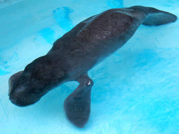 Peixe-boi resgatado no Amazonas em 2010 e levado para o Inpa | Foto: Eduardo Gomes/Inpa/Divulgação