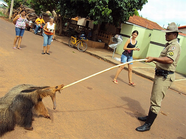 Tamanduá-bandeira é capturado passeando no centro Limeira do Oeste, em MG | Foto: Divulgação / Polícia Militar do Meio Ambiente