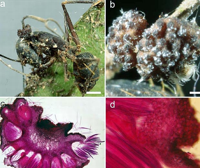 Imagens mostram ação do fungo nas formigas | Foto: Harry Evans e David Hughes/ PLoS One/ Divulgação