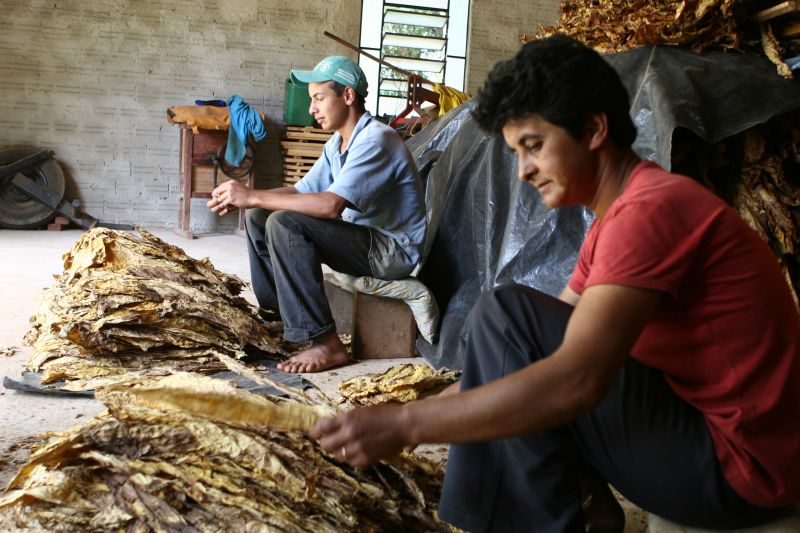 Dados do SindiTabaco indicam que há 90 mil famílias nos estados do Paraná e de Santa Catarina que produzem fumo | Henry Milléo / Gazeta do Povo