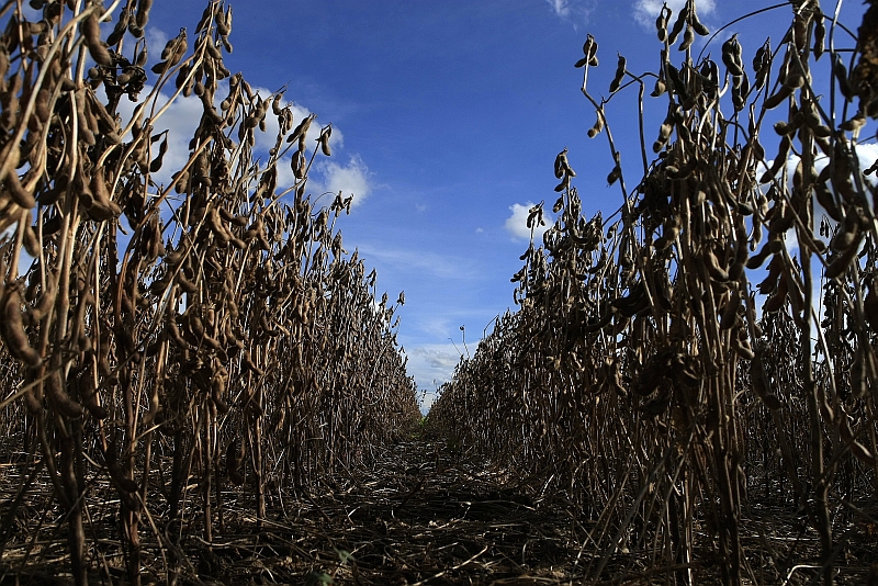 Chuva em lavoura de soja: umidade excessiva atrasa a colheita | Antônio Costa/ Gazeta do Povo