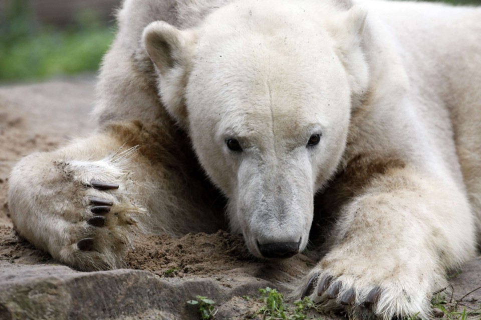 Urso Knut se tornou famoso por ser abandonado pela mãe ao nascer | Reuters