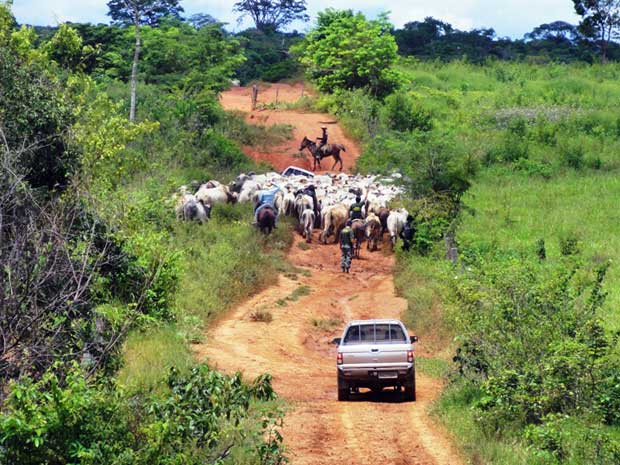 Bois apreendidos no Pará | Foto: Nelson Feitosa/ Ibama/ Divulgação