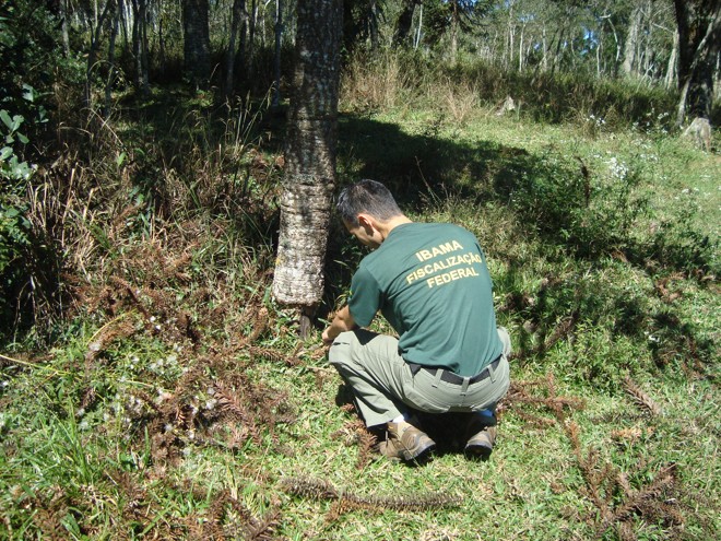 Árvores estavam em uma área rural do município de Biturana | 