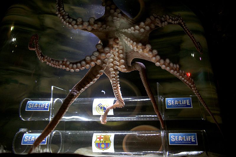 Polvo Iker escolhe tubo com alimento enfeitado com o símbolo do Real Madrid: previsão do novo polvo profeta se concretizou com vitória dos Merengues por 1 a 0 | Jon Nazca / Reuters
