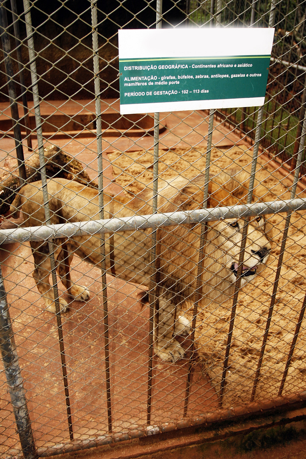 Kimba tinha 17 anos, idade considerada avançada para um felino que em média vive 20 anos em cativeiro | Assessoria de Comunicação/PMM