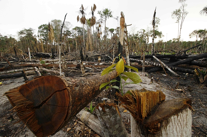 Árvores derrubadas na Amazônia: em dez anos, o Brasil perdeu em média 2,6 milhões de hectares. Na década de 1990, a média era de 2,9 milhões | Bruno Kelly/Reuters