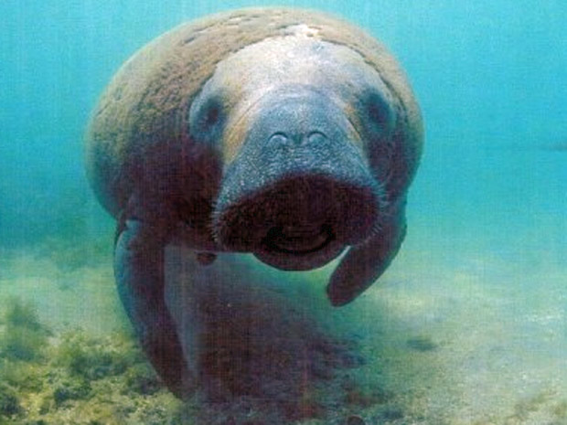 A fêmea Ariel nasceu há quatro anos em Itamaracá | Divulgação/ ICMBio