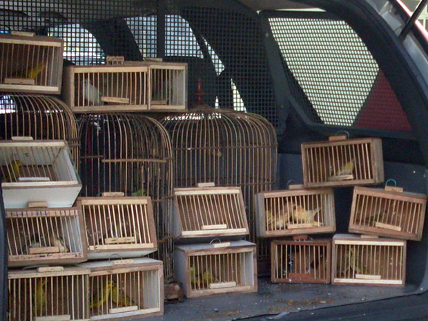 Aves estavam sendo vendidas irregularmente em feira livre em Viçosa | Foto: Divulgação/Polícia Militar Ambiental de Alagoas