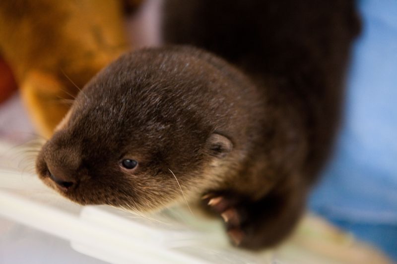 Amelinha, a filhote de lontra que foi rejeita pelos pais, recebe cuidados especiais | Brunno Corvelo/SMCS