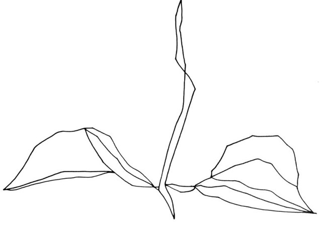 Abstratos em uma primeira impressão, os desenhos ganham significados se o observador entrar no jogo | 