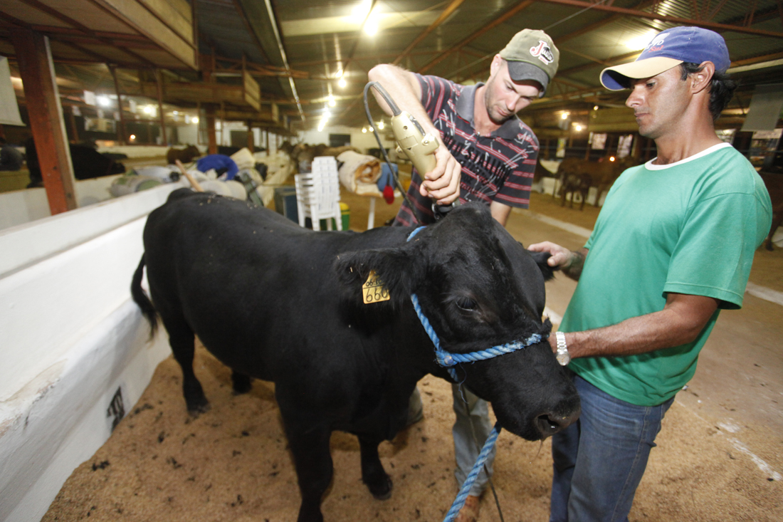 Boi da raça Aberdeen Angus recebendo os cuidados do tratador Fernando Gonçalves Machado na Expoingá 2011 | Divulgação SRM