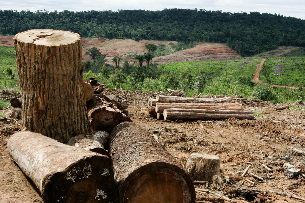 A construtora contratada para fazer o corte de árvores em Mauá teve problemas financeiros e paralisou o serviço | Henry Milléo/Gazeta do Povo