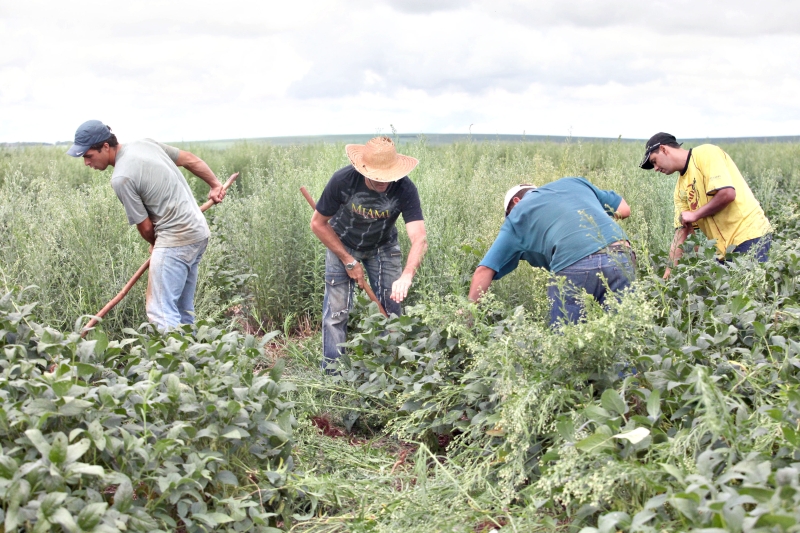 O setor de agropecuária foi um dos responsáveis pela alta no número de empregos formais no Paraná em abril | Dirceu Portugal/Gazeta do Povo