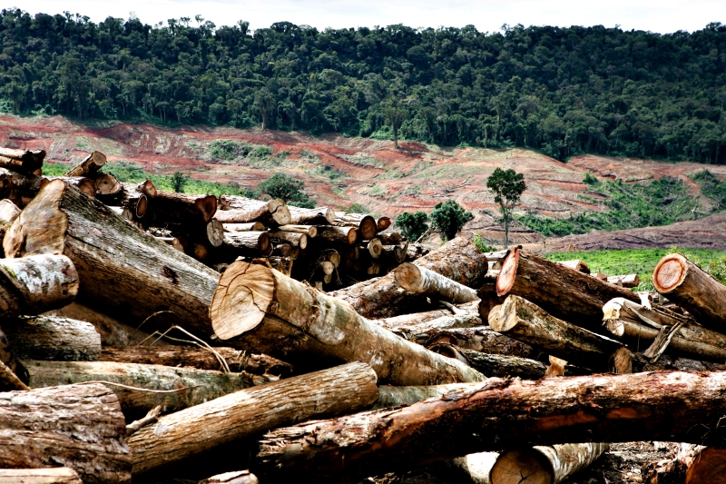 As árvores que estão sendo cortadas na área a ser inundada são empilhadas e depois serão vendidas pela usina | Henry Milleo/ Gazeta do Povo