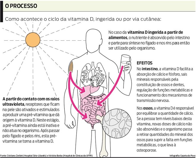 Saiba como acontece o ciclo da vitamina D, ingerida ou por via cutânea | 