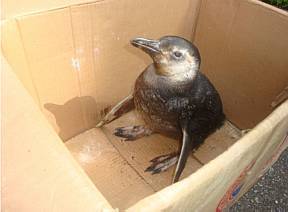 O pinguim foi resgatado e levado ao aquário de Ubatuba, onde passará por cuidados de veterinários | PRF