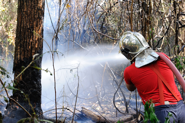 Em setembro, um incêndio em uma reserva de mata nativa, no Jardim Paulista, em Maringá, queimou perobas centenárias | Fábio Dias/Gazeta Maringá