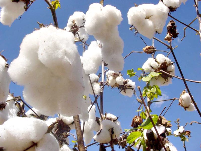 Previsão para o algodão é de aumento de 48% na produção e 68% na exportação para os próximos dez anos | Alessandra Messias