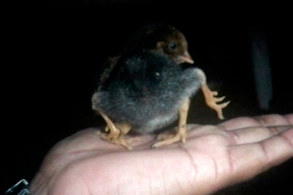 Ave nasceu com quatro pés | Foto: Reprodução/ TV Subaé