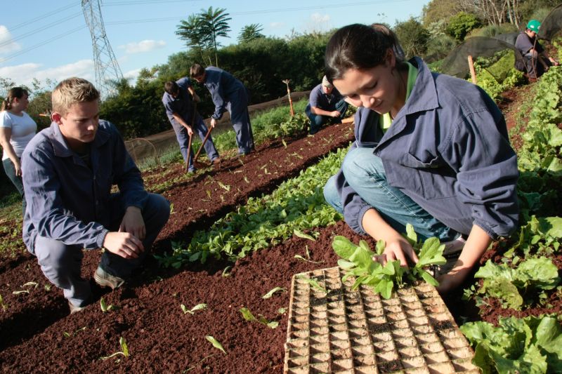 Embora a cooperativa dos alunos do Colégio Agrícola de Toledo tenha sido desativada, a produção excedente cultivada por estudantes continua a dar retorno financeiro à instituição | César Machado/ Valepress