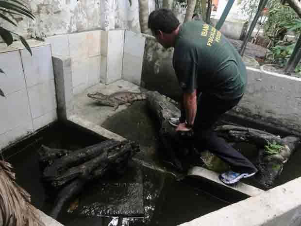 Jacarés estavam em tanque nos fundos de empresa de engenharia | Foto: Nelson Feitosa/IbamaDivulgação
