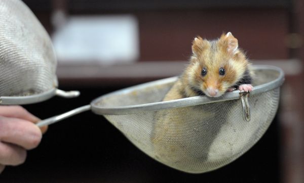 | Fotos: France Presse e Reuters