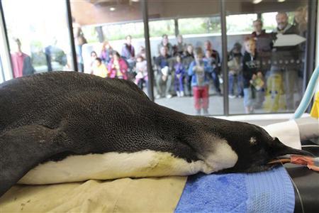 O jovem pinguim-imperador que foi encontrado na praia na Nova Zelândia na semana passada, estava recuperando as energias neste terça-feira | Reuters