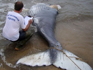 Tecidos e órgãos foram coletados para tentar identificar causas da morte | Foto: Divulgação/Pat Ecosmar