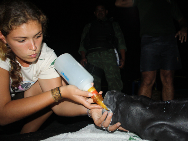 Somente neste ano foram nove filhotes de peixe-boi resgatados pela Ampa no Amazonas | Foto: Divulgação/Assessoria Ampa