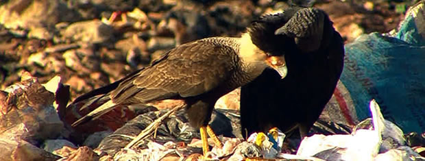 Gavião e urubu convivem em harmonia em aterro sanitário de Várzea Grande | Foto: Reprodução/ TVCA