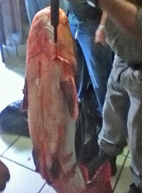 Pescado que estava armazenado de forma ilegal em bar de Goiânia. No local havia ainda carne de tartaruga e de jacaré | Foto: Divulgação/Ibama