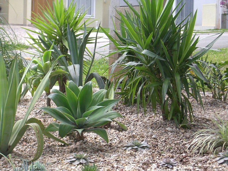 Jardim projetado pela paisagista Vera Regina Cortes Iwersen, da Flores e Jardins Paisagismo | Divulgação