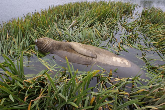 Elefante marinho foi monitorado no período em que permaneceu em Guaraqueçaba | 
