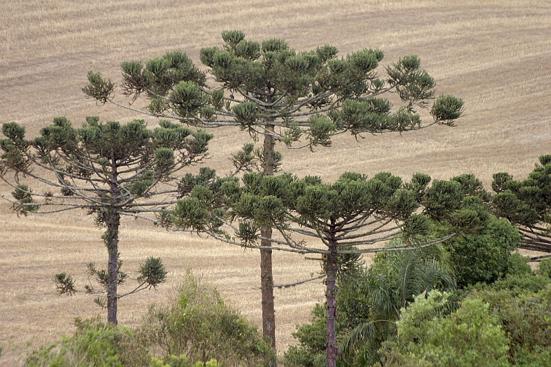 500 anos de idade é a longevidade máxima de uma araucária. O crescimento do pinheiro, no entanto, é mais lento que o do pínus ou do eucalipto (espécies não nativas). Por isso ela é preterida pela indústria madeireira para os processos industriais | Henry Milléo/ Gazeta do Povo