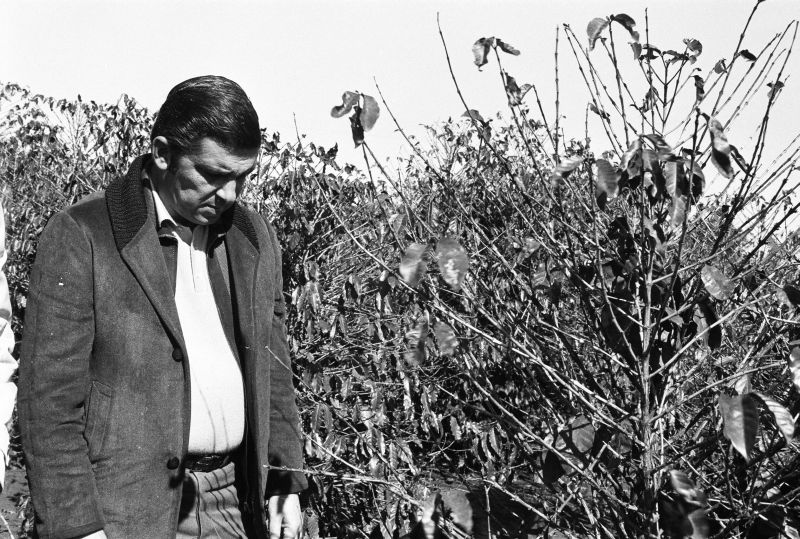 O ex-governador Jayme Canet Jr. observa o estrago da geada negra, que dizimou os cafezais do Paraná | Divulgação