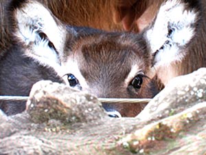 Filhote da espécie waterbuck que nasceu no Zoo de Brasília | Foto: Rede Globo/Reprodução