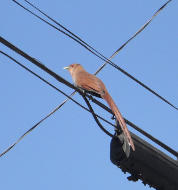 | Colaboração Luiz Tadeu
