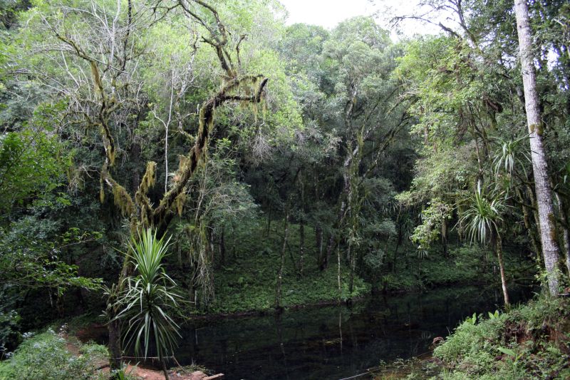 Biodiversidade: orientação do conselho é fazer um balanço entre estimular e controlar o uso | Roberto Soares/Gazeta do Povo