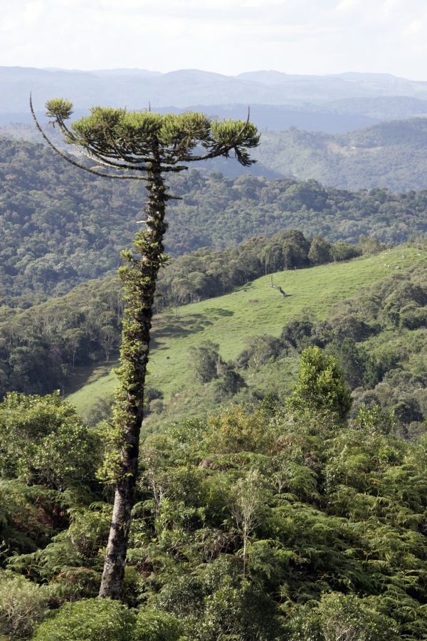 O Parque Nacional dos Campos Gerais até hoje não foi implementado | Henry Milléo / Gazeta do Povo