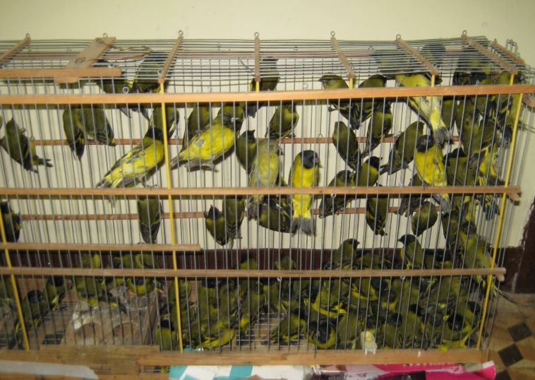 Aproximadamente mil aves silvestres foram apreendidas em Ponta Grossa | Divulgação / Polícia Rodoviária Federal