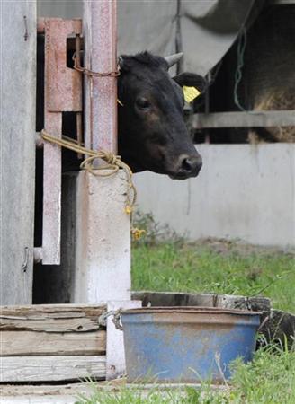 Vaca em fazenda em Asakawa, na província de Fukushima, onde forragens para o gado foi encontrado com altos índicies de césio radioativo. Mais de 500 cabeças de gado de corte foram embarcadas para diversas regiões do Japão depois de consumirem forragem contaminada por material radiativo de Fukushima, segundo resultados de inspeções sanitárias divulgadas na segunda-feira | REUTERS/Kyodo