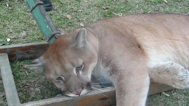 Animal vivia em cativeiro em uma chácara de São José dos Pinhais | 
