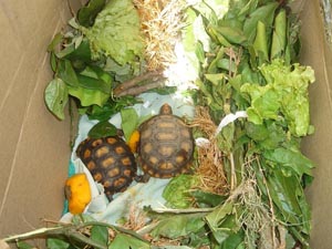 Animais foram encontrados dentro de uma caixa de papelão em um ônibus que seguia de Senhor do Bonfim para São Paulo | Divulgação
