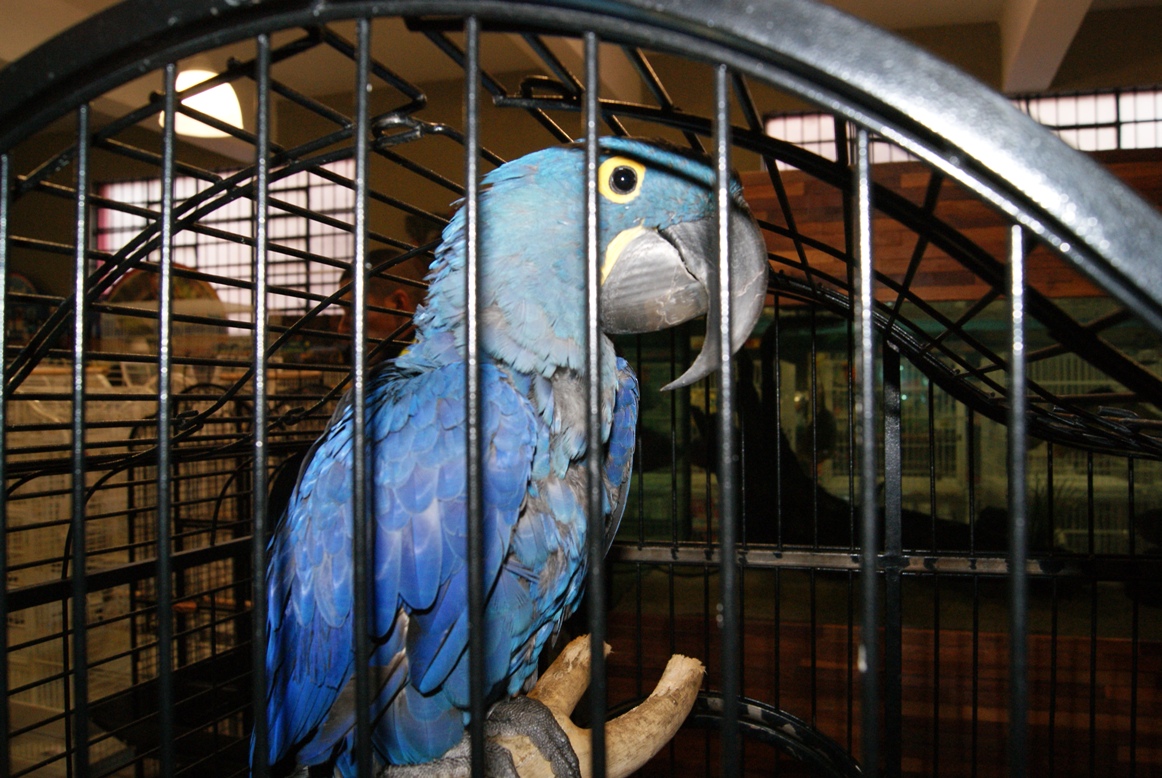 Alguns animais eram comercializados por até R$ 55 mil | Divulgação/PF