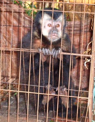 O animal, considerado em extinção, foi levado pela Polícia Ambiental de Campo Mourão | Divulgação